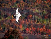 Autunno Canadese (10)
